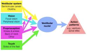 Equilibrium system, simplified.