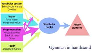 Equilibrium system in handstand.