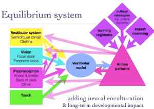 Expanded 'equilibrium system' showing channels for modification.