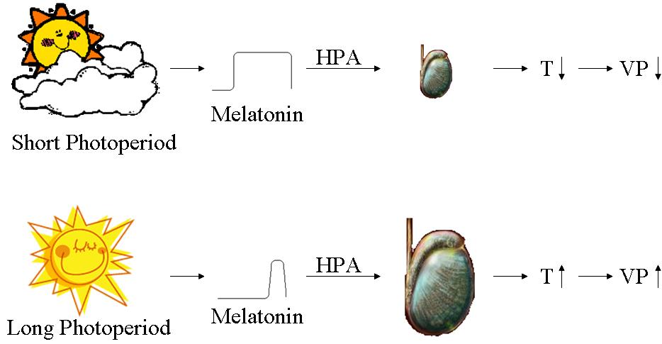 vasopressin
