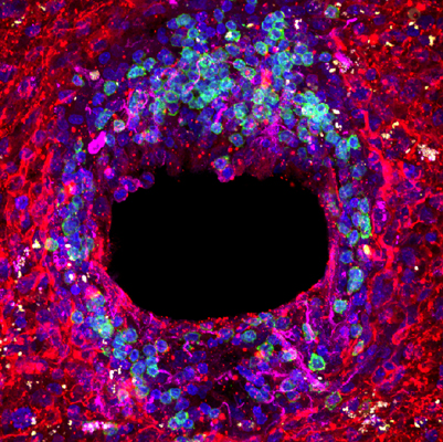 carlos-barcia-beautiful-mind