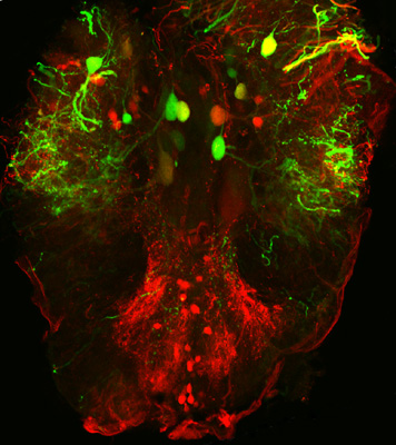 veronica-kuscha-beautiful-mind veronica-kuscha-beautiful-mind