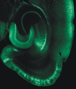 wwwwjneumannde_cortex_gallery_37_4