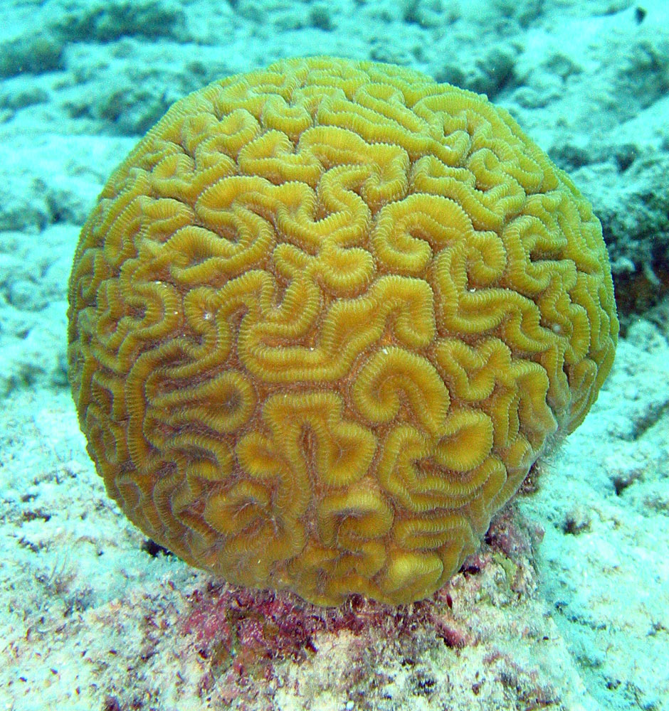 brain_coral1