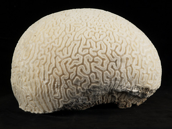 brain-coral-university-of-melbourne