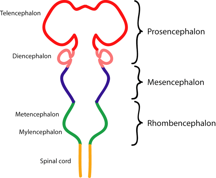 encephalon