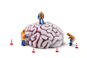brain_construction1