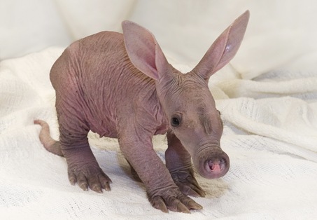 Baby Aardvark