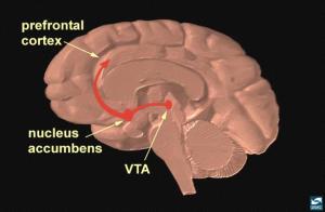 Dopamine System NIDA