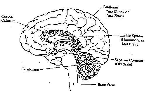 Triune Brain