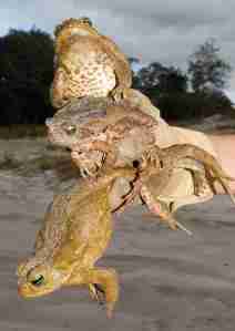 cane toad