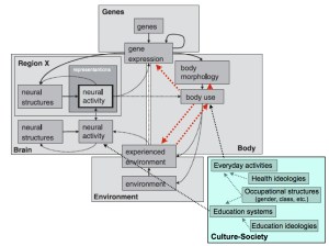 Figure from Westermann et al. 2007, modified by Downey