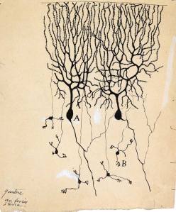 Cajal Purkinje Drawing