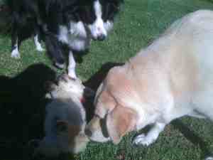 spudroxylouis Louis and Roxy with little Spud